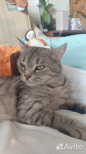 Нужен дом шотланской кошке, в дар, бесплатно