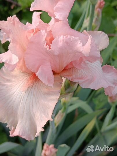 Ирисы бородатые