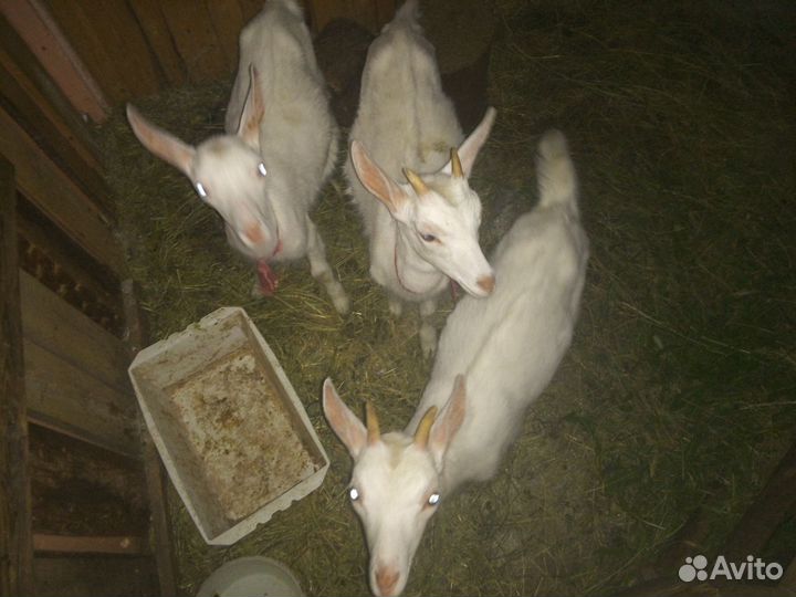 Козлята и коза