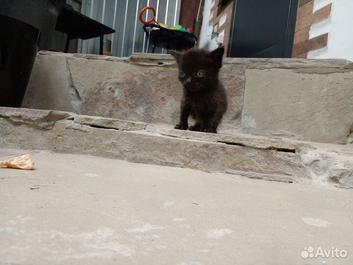 Котята.Отец Невская маскарадная,мать обычная