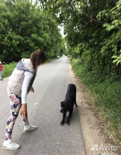 Специалист по поведению для собак-компаньонов