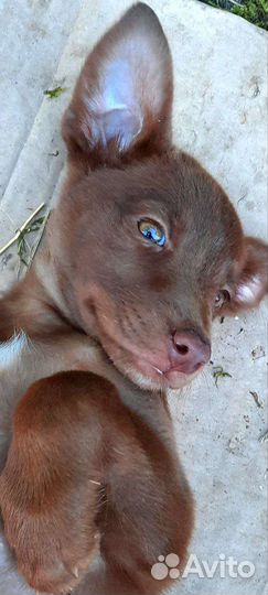 Отдаю щенят в добрые руки