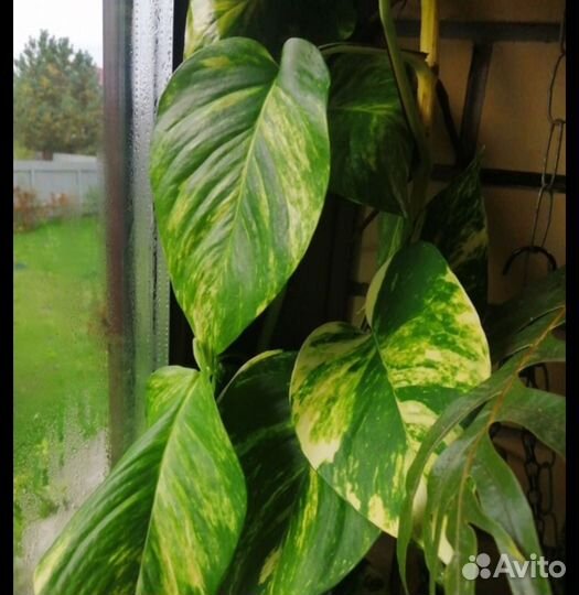 Эпипремнум тай вариегатный