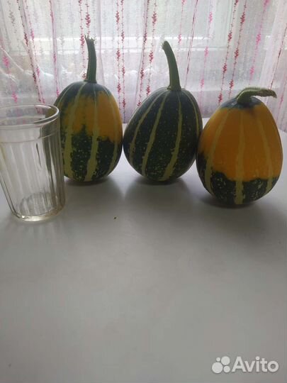 Тыква декоративная