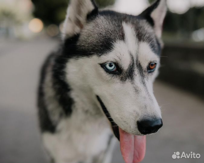 Сибирский хаски