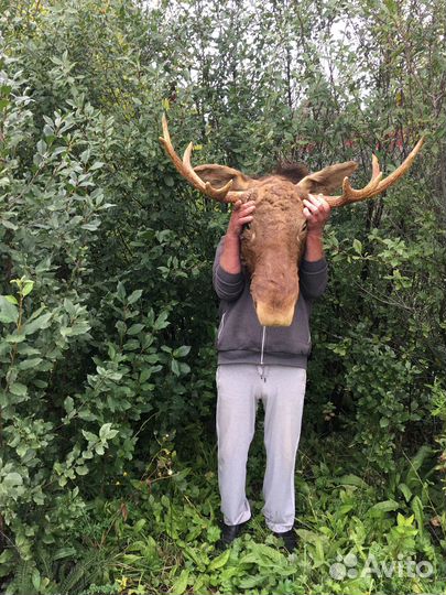 Голова лося