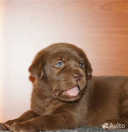 Восхитительные щенки лабрадора