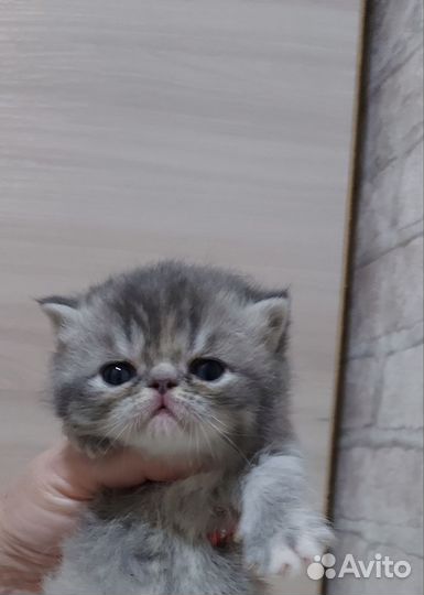 Котята экзот