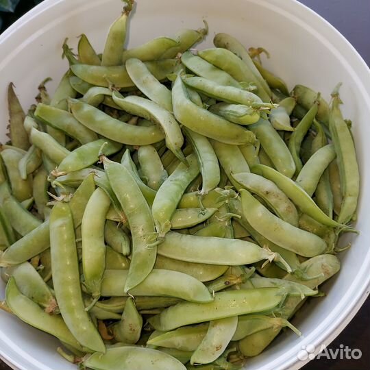 Горох стручковый и огурцы