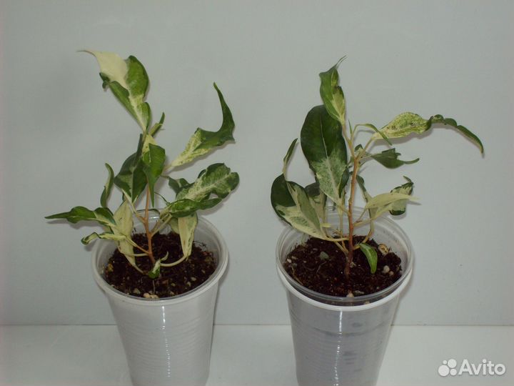 Домашние цветы, разные