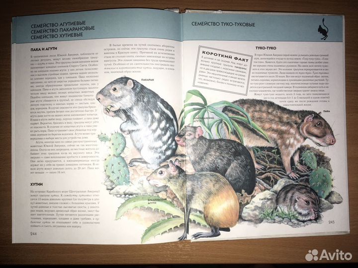 Энциклопедия