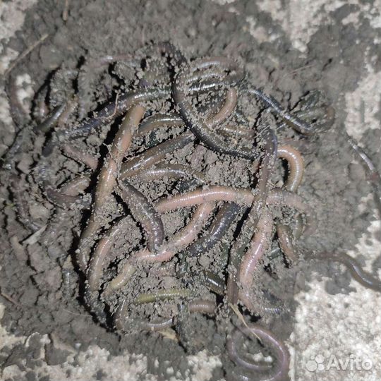 Зелёные черви