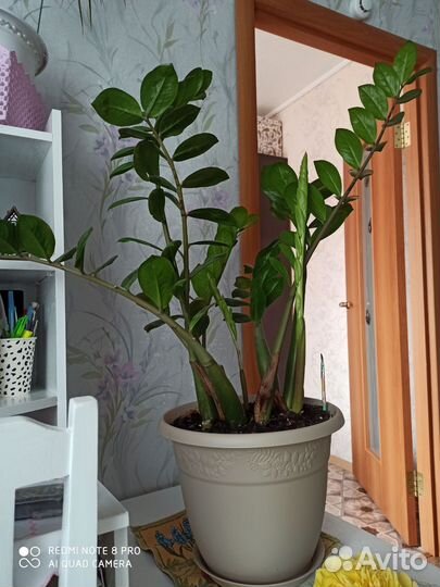 Замиокулькас