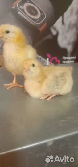 Цыплята мясо- яичного направления Редбро Венгрия