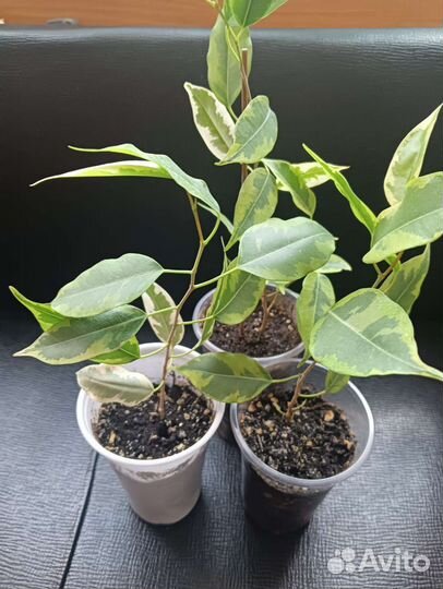 Фикус бенджамина