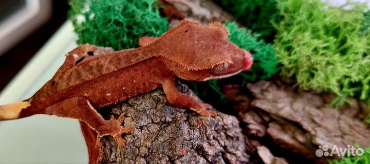 Реснитчатый бананоед (малыши)