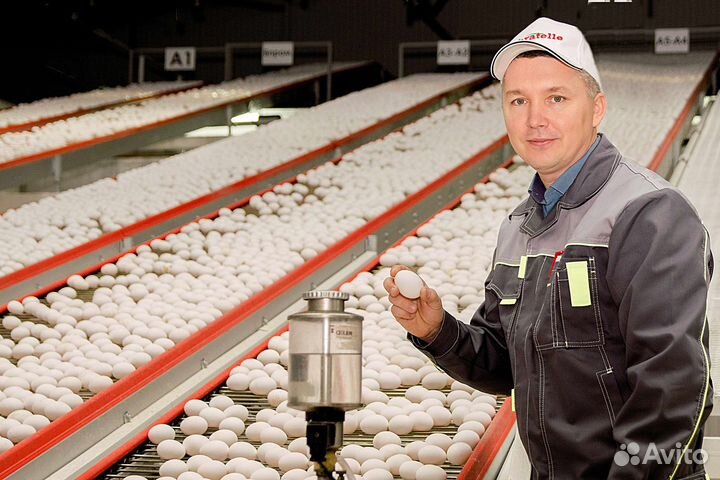 Вакансия разнорабочего на птицефабрику: подработка