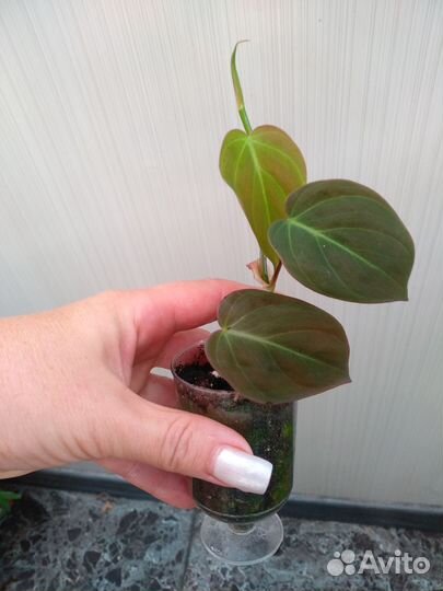 Филодендроы