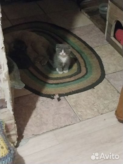 Шотландский вислоухий котёнок мальчик