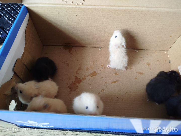 Сирийские хомячки малыши