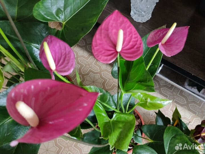 Антуриумы сортовые и другие комнатные цветы