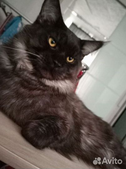 Продам котят породы мейкун