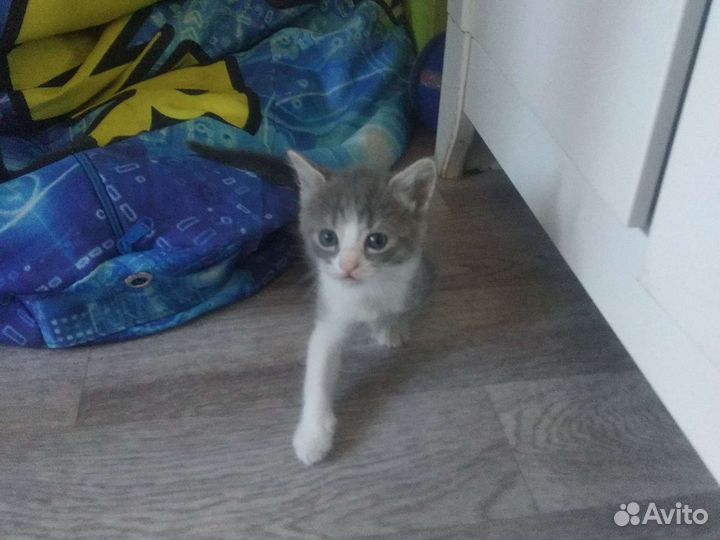 Кот- котёнок