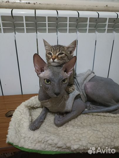 Донской сфинкс