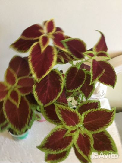 Колеусы сортовые