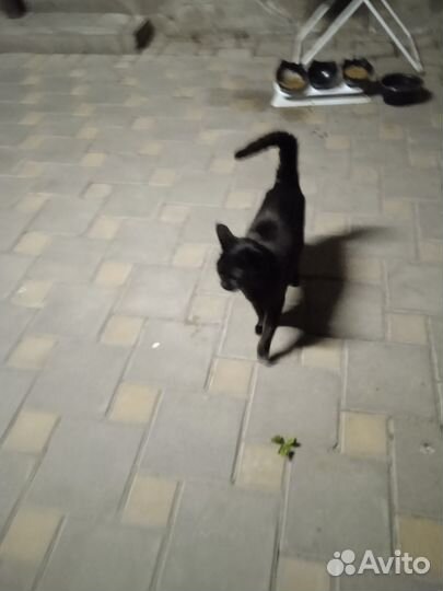 Кошечка в добрые руки