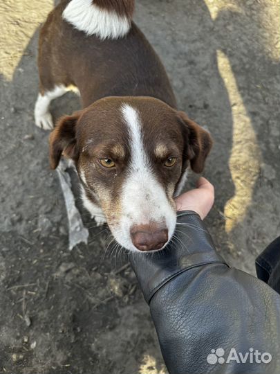 Маленькая собака