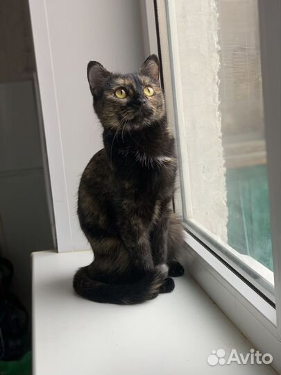 Кошки бесплатно