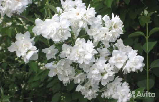 Чубушник - 8 сортов