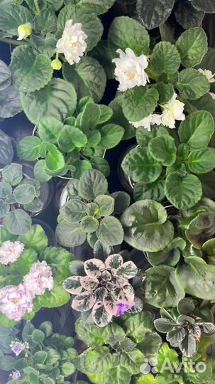 Фиалки сортовые, детки и листики