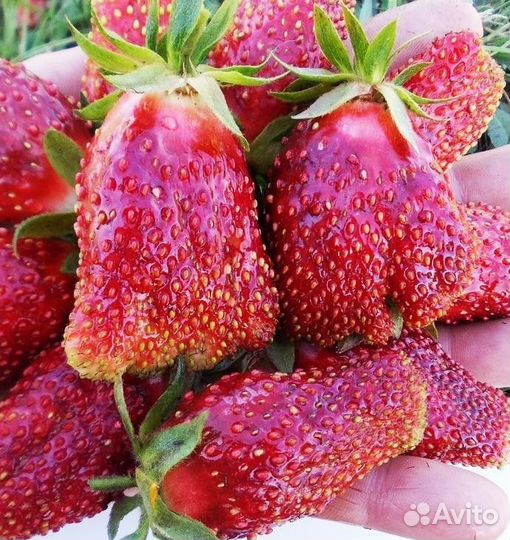 Клубника Купчиха Рассада