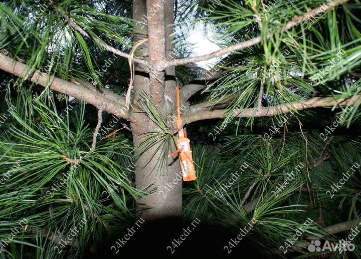 Дерево кедра