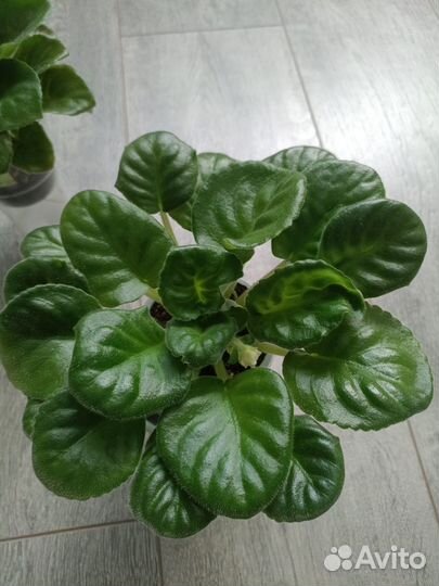 Фиалки сортовые