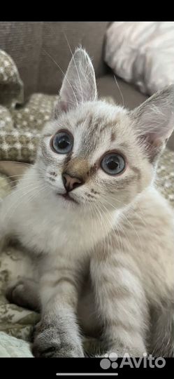 Кошечка в добрые руки