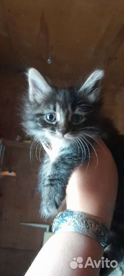 Котята курильского бобтейла