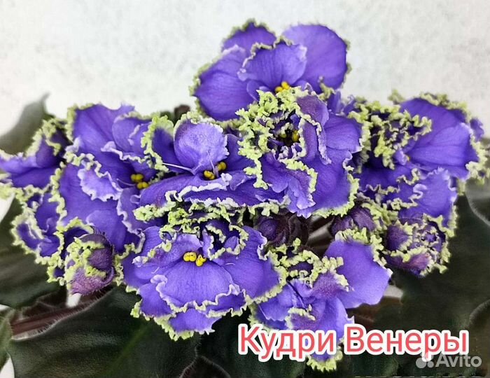 Листья фиалок