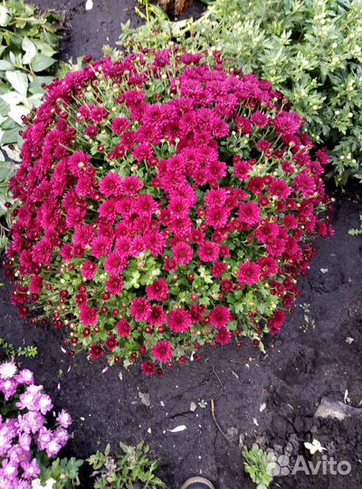 Хризантема