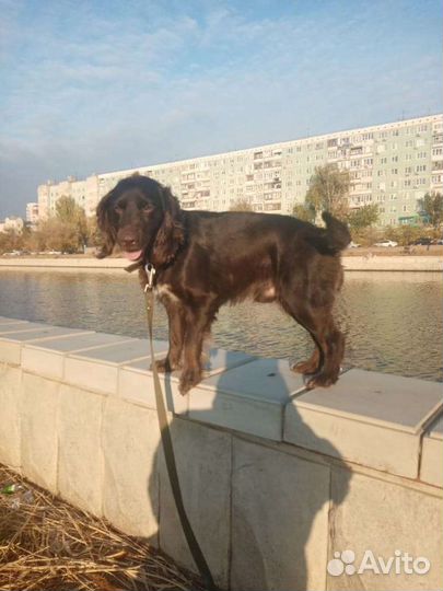 Немецкий вахтельхунд