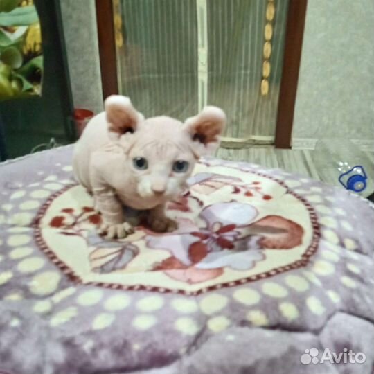 Канадский сфинкс