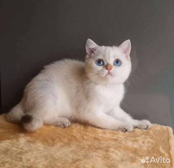 Золотой колорный мальчик