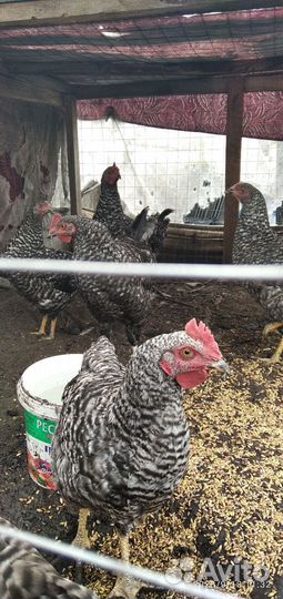 Молодки и петушки доминанты