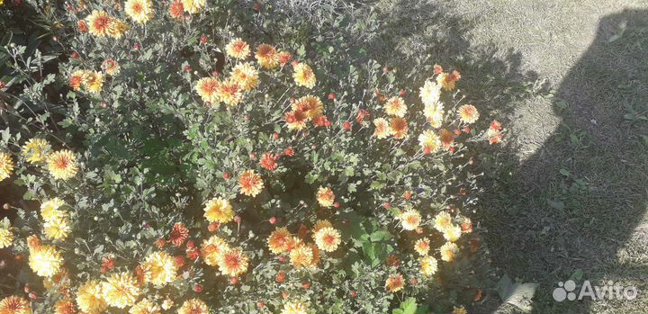 Многолетники для сада