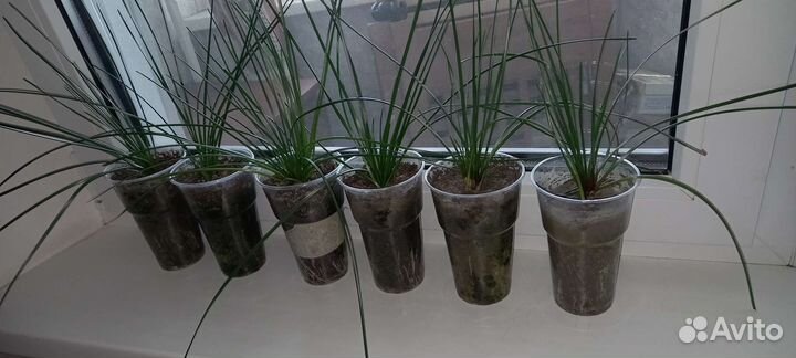 Зефирантес белый