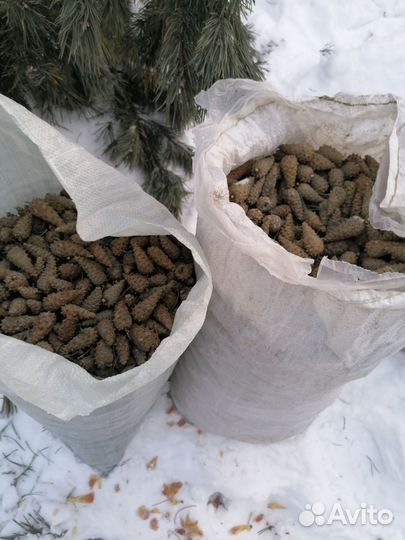 Семенная сосновая шишка