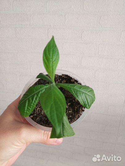 Пахистахис желтый в горшке 0.3 л