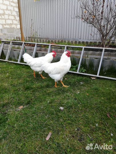 Молодые петухи